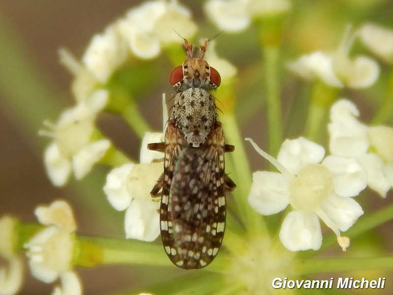 Dyctia umbrarum (Sciomyzidae)